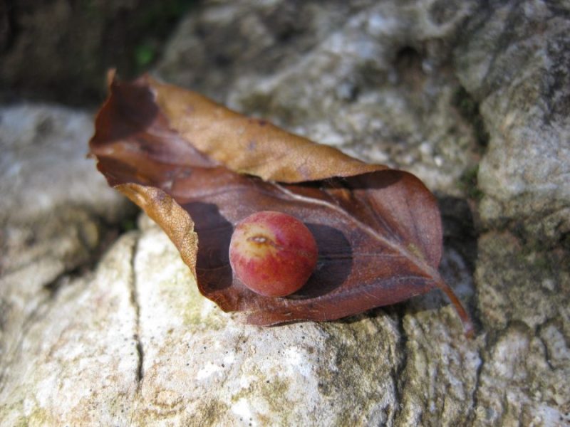 050 Arriva l’autunno