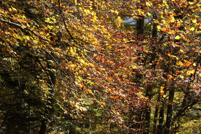 186 il mio blog su WordPress nascita e&nbsp;sviluppo