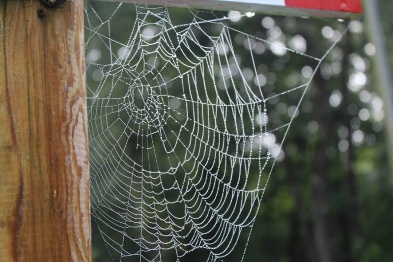 254 Claut, Pioverà o non&nbsp;pioverà?