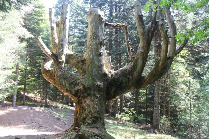 315 rifugio malga&nbsp;Kraun