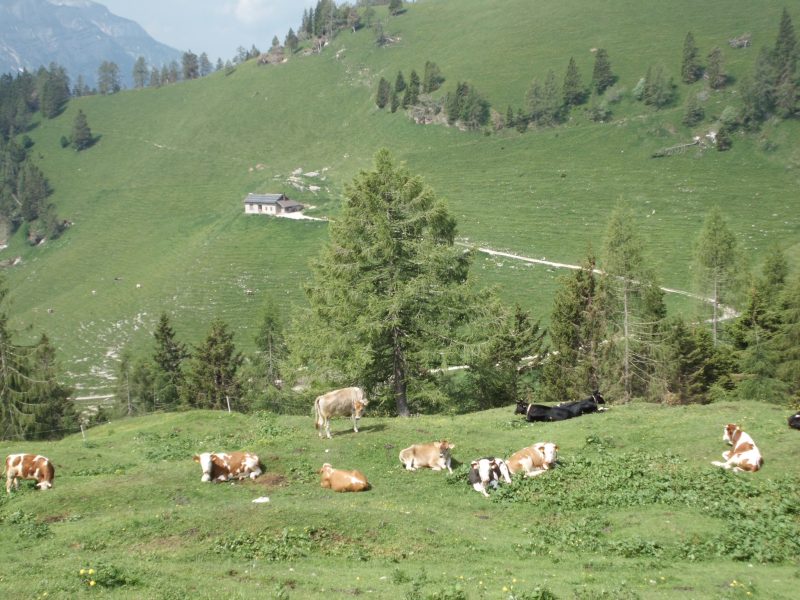 452 al Rifugio&nbsp;Boz