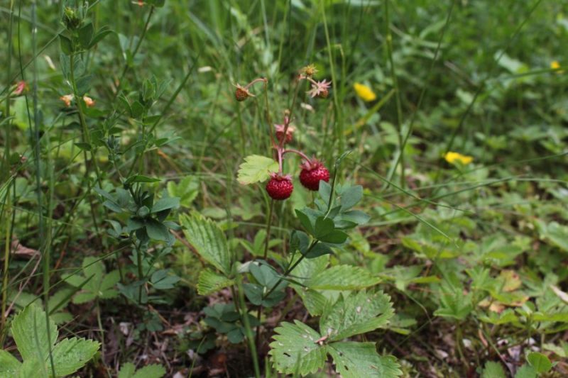 614 Fragole e&nbsp;acqua