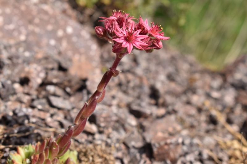 621 la natura, Flora&nbsp;Alpina,