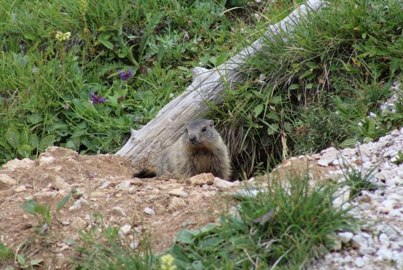 625 Marmotta