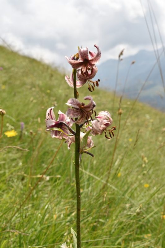 626 Sentiero dei Fiori, al Passo&nbsp;Brocon