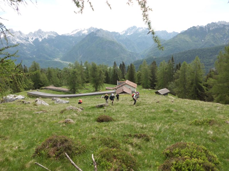 530 da Frassenè a Malga Agner e&nbsp;Forcella