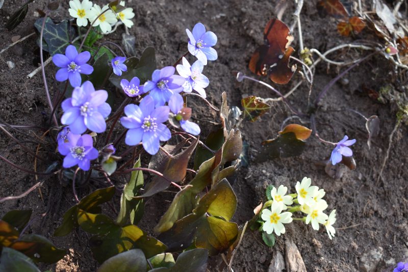 687 solstizio d’estate&nbsp;2022