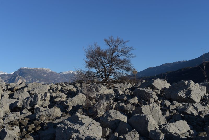 714 l’albero e la&nbsp;natura