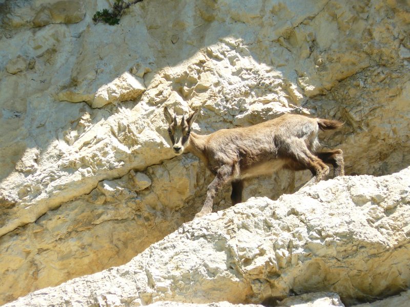 730 Fauna il&nbsp;Camoscio