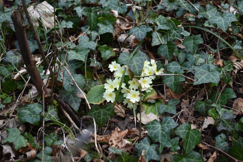 791 Equinozio 2024 …Primavera